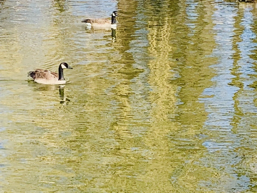 IMG_3091.jpg?type=w966