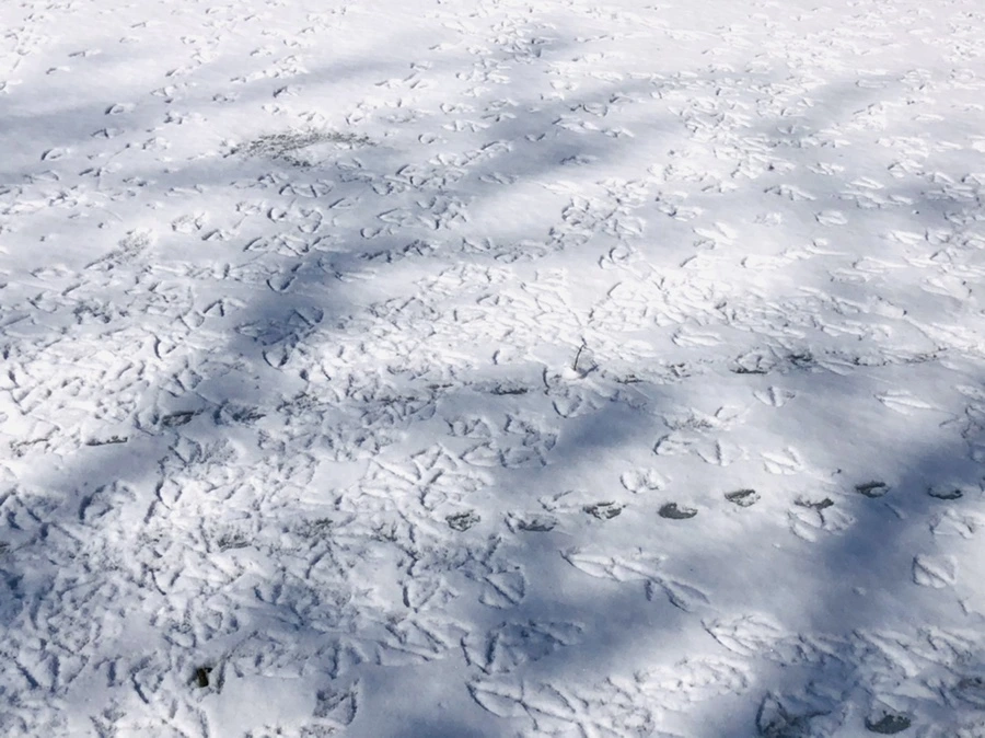 IMG_3939.jpg?type=w966