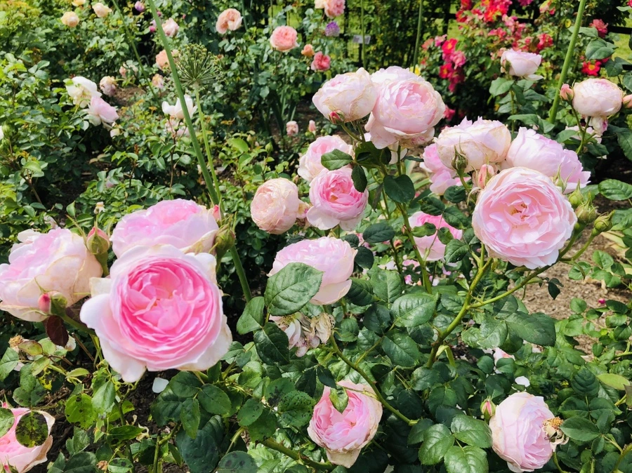 IMG_5661.jpg?type=w966