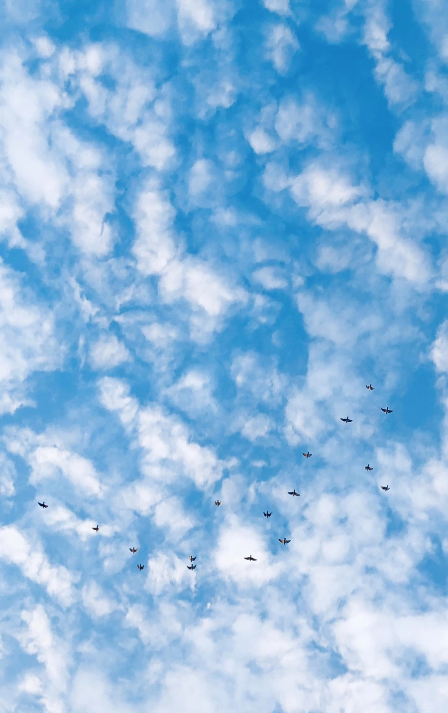 IMG_3731.jpg?type=w966