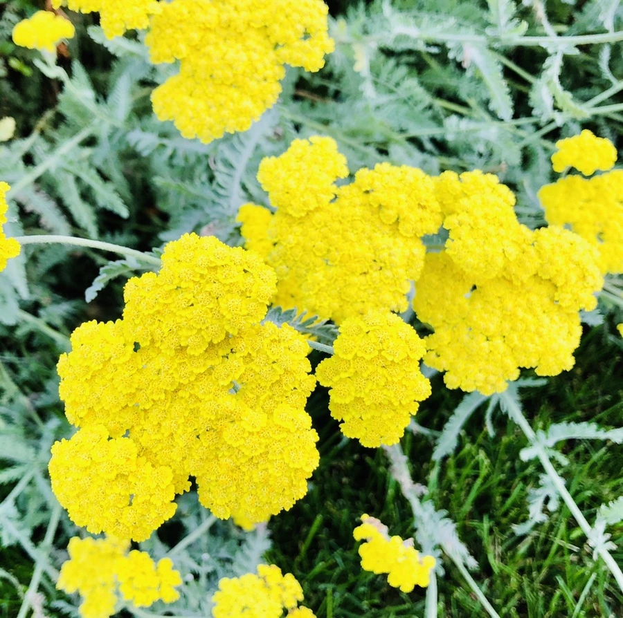 IMG_8740.jpg?type=w966