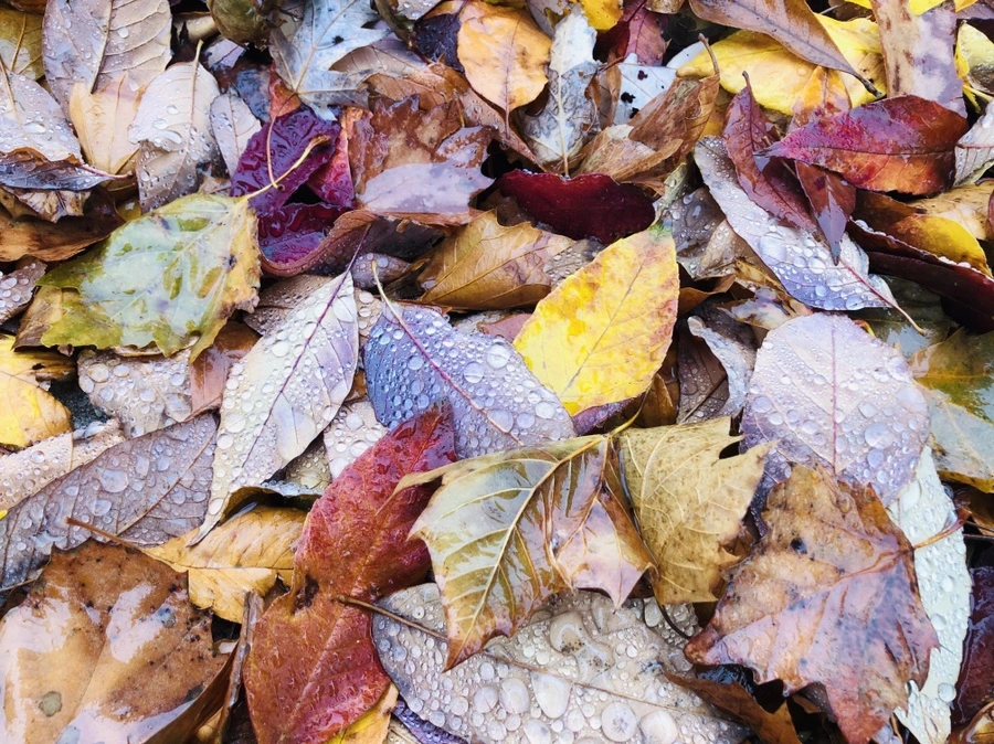 IMG_2966.jpg?type=w966