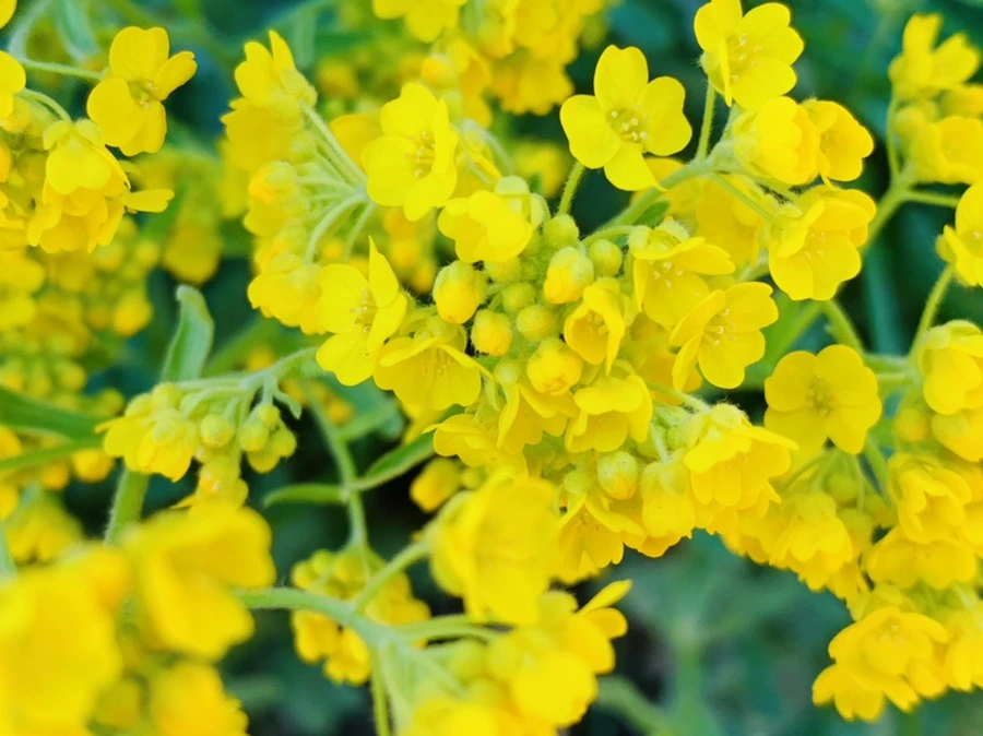 IMG_4161.jpg?type=w966