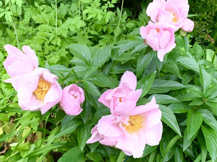 IMG_6584.jpg?type=w966