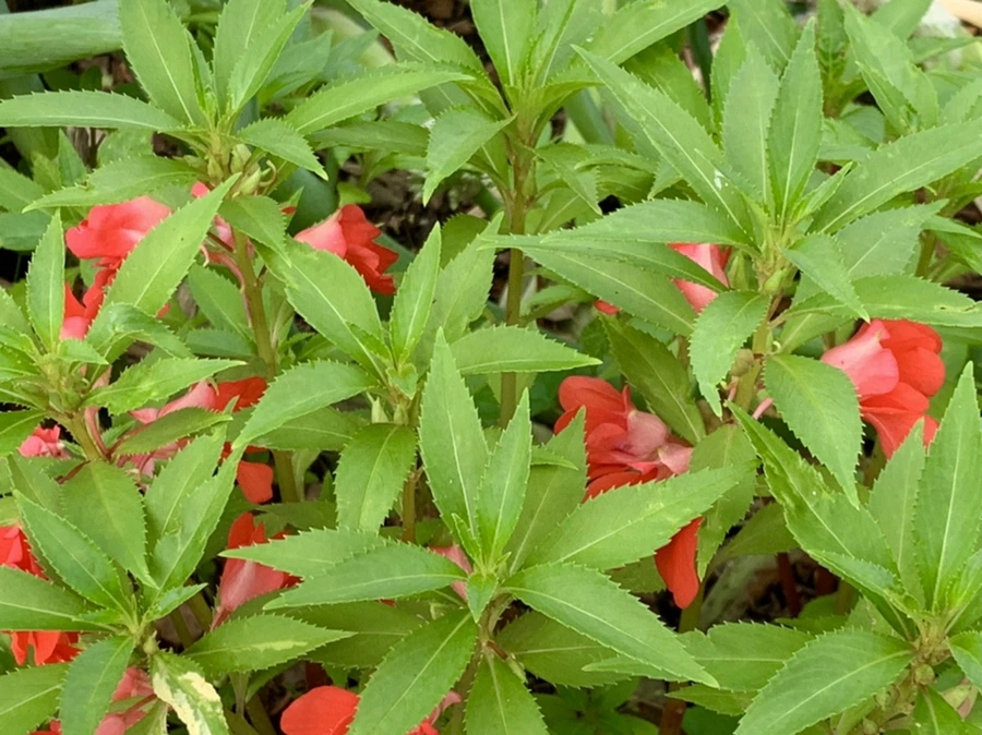 IMG_5866.jpg?type=w966