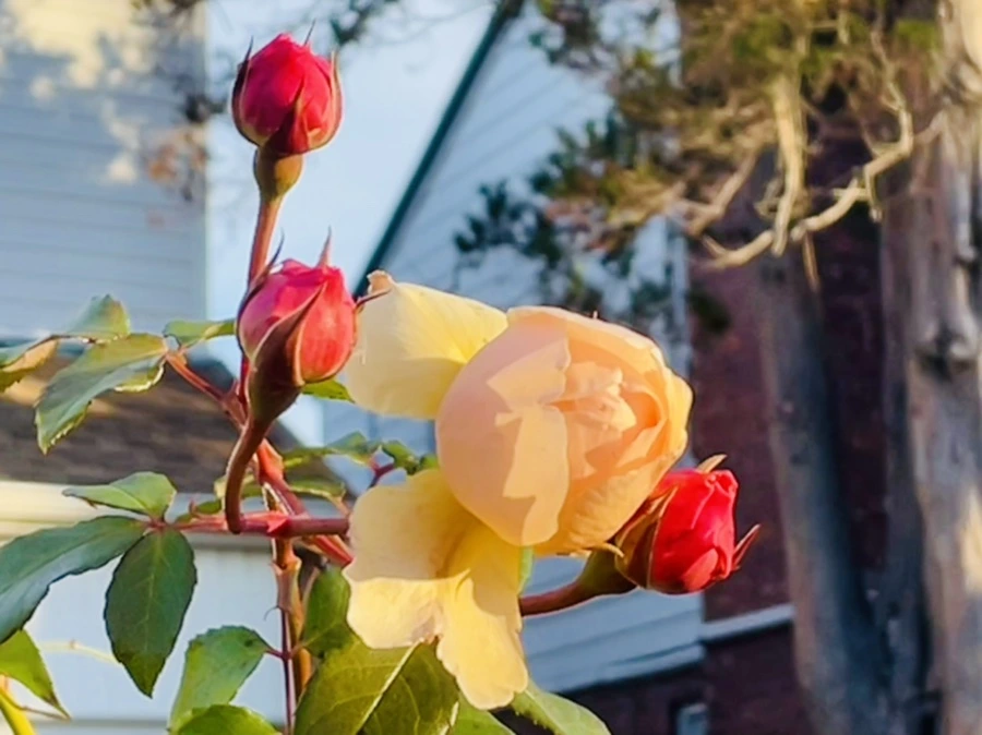 IMG_5987.jpg?type=w966