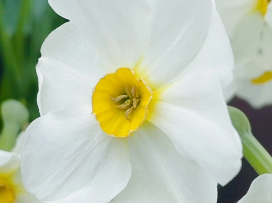 IMG_1413.jpg?type=w966