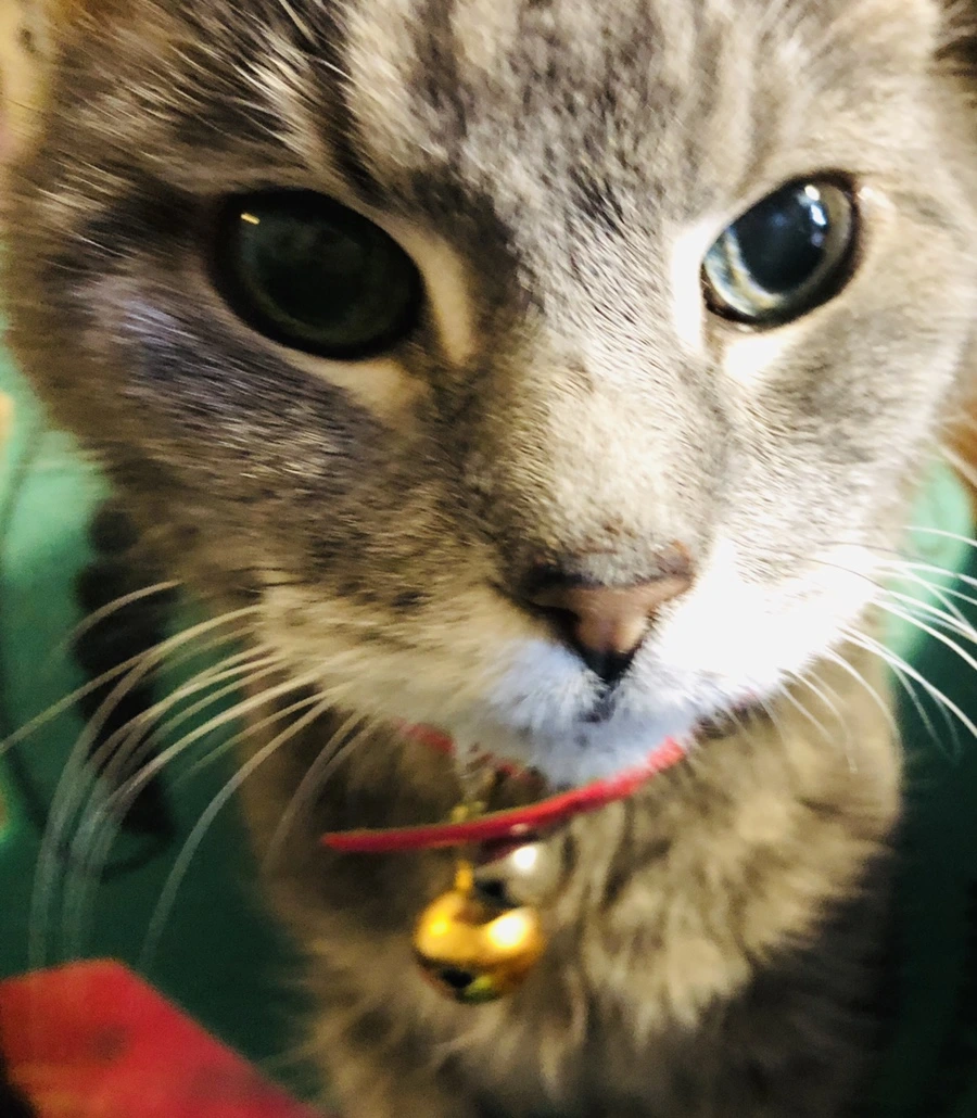 IMG_0350.jpg?type=w966