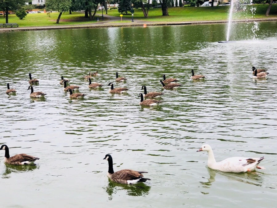 IMG_4315.jpg?type=w966