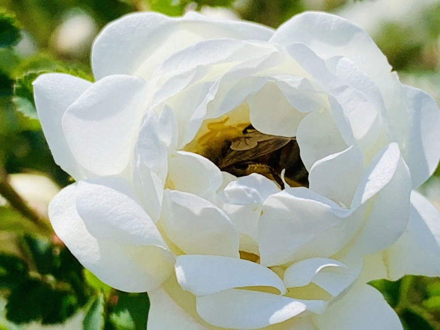 IMG_4334.jpg?type=w966