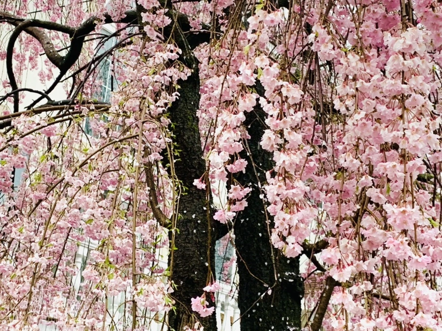 IMG_2320.jpg?type=w966