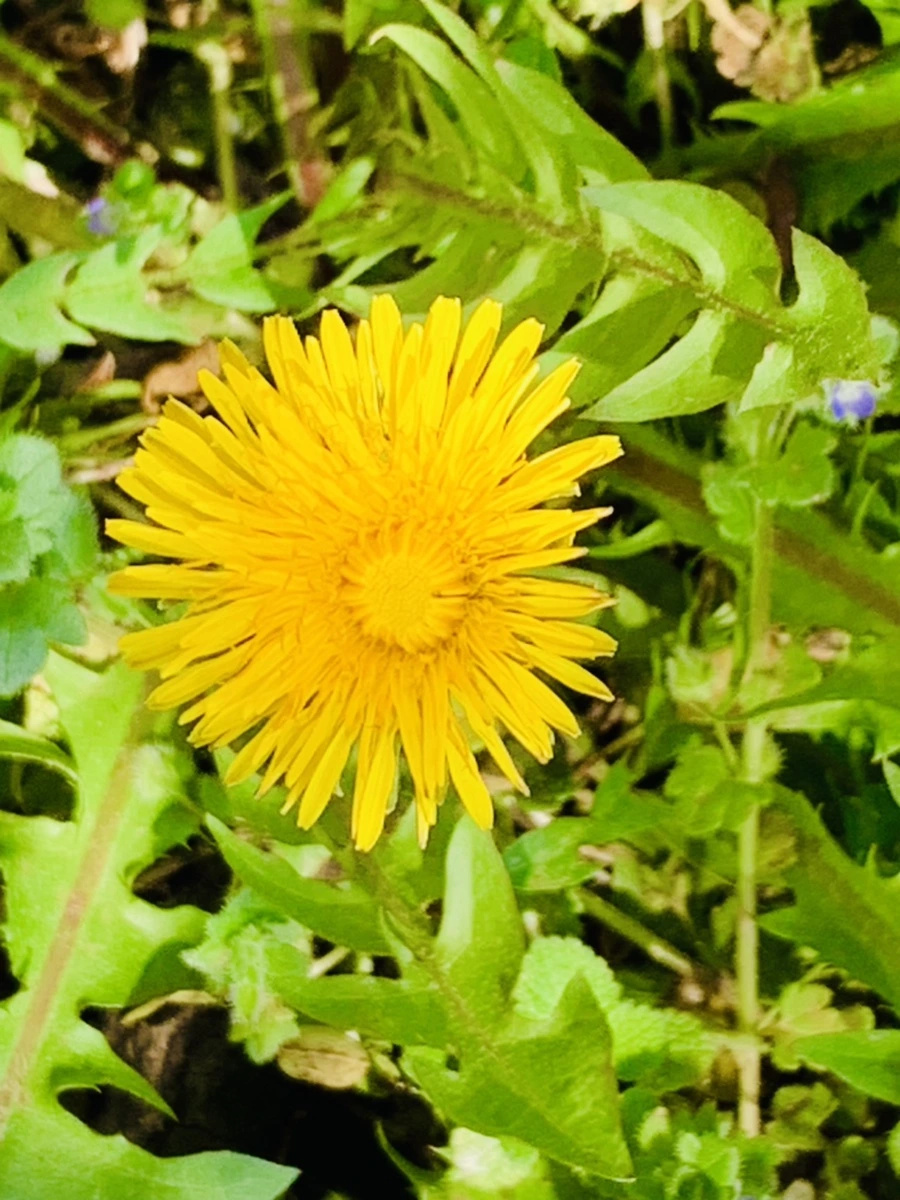 IMG_4523.jpg?type=w966