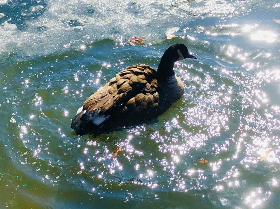 IMG_5146.jpg?type=w966