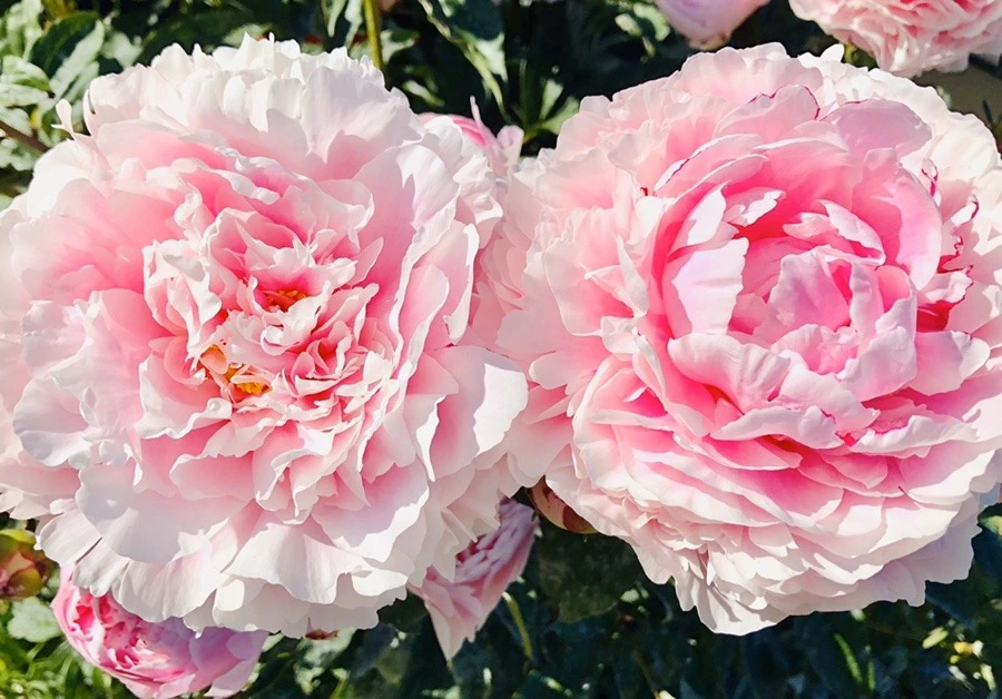 6OTABjL_KJQKKpY3oIGNhEZBiYs