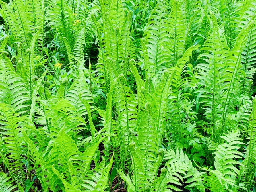 IMG_9806.jpg?type=w966