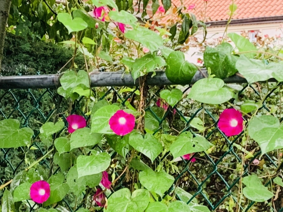 IMG_3715.jpg?type=w966