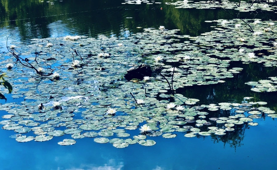 IMG_9813.jpg?type=w966