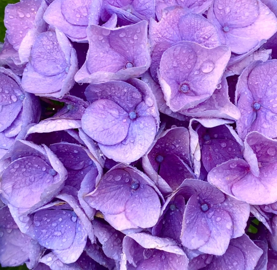 IMG_6186.jpg?type=w966