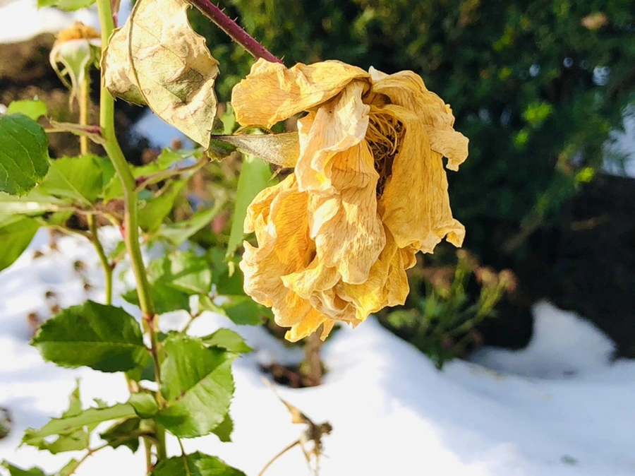 IMG_7736.jpg?type=w966