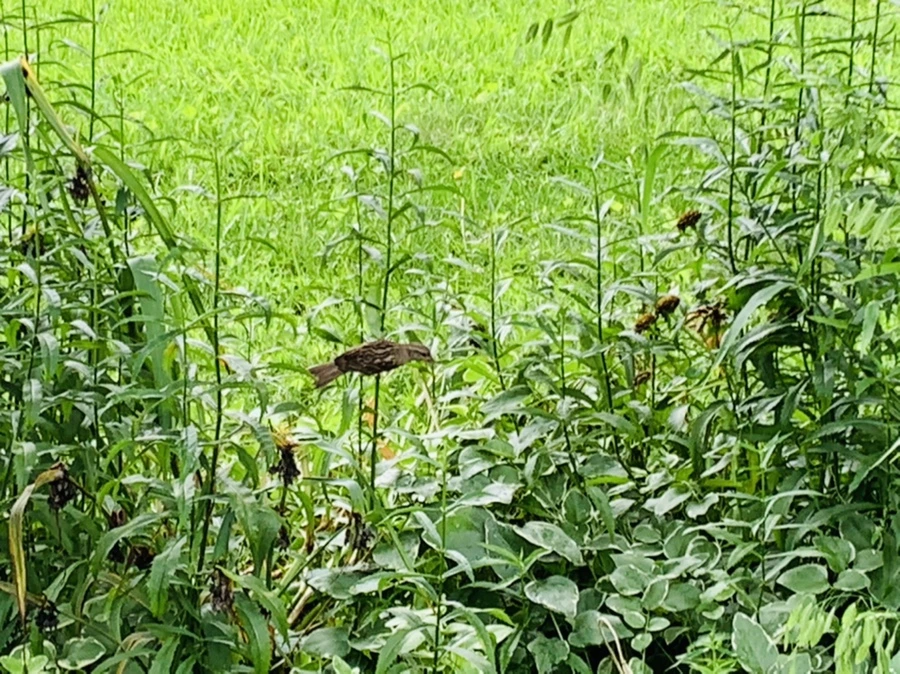 IMG_1013.jpg?type=w966