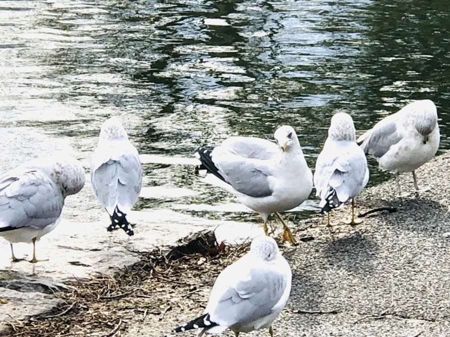 IMG_8728.jpg?type=w966