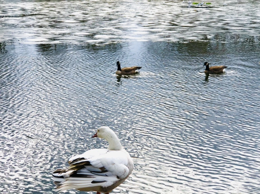 IMG_5091.jpg?type=w966