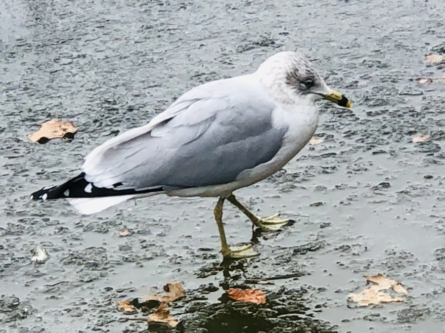 IMG_8610.jpg?type=w966