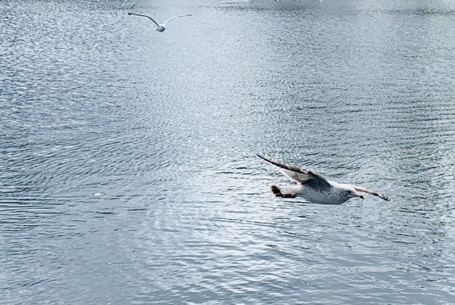 IMG_7942.jpg?type=w966