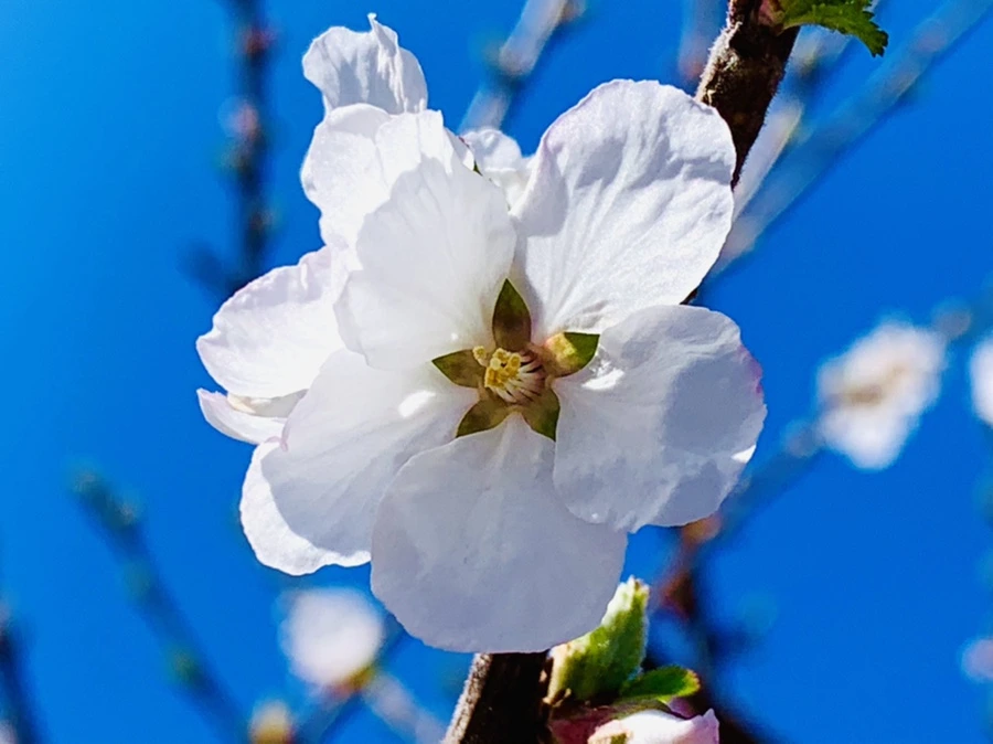 IMG_7652.jpg?type=w966