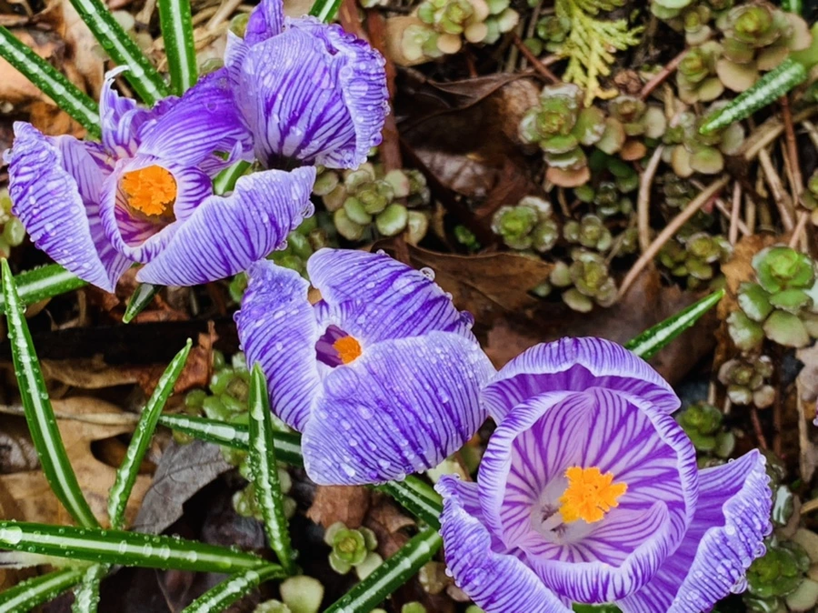 IMG_3762.jpg?type=w966