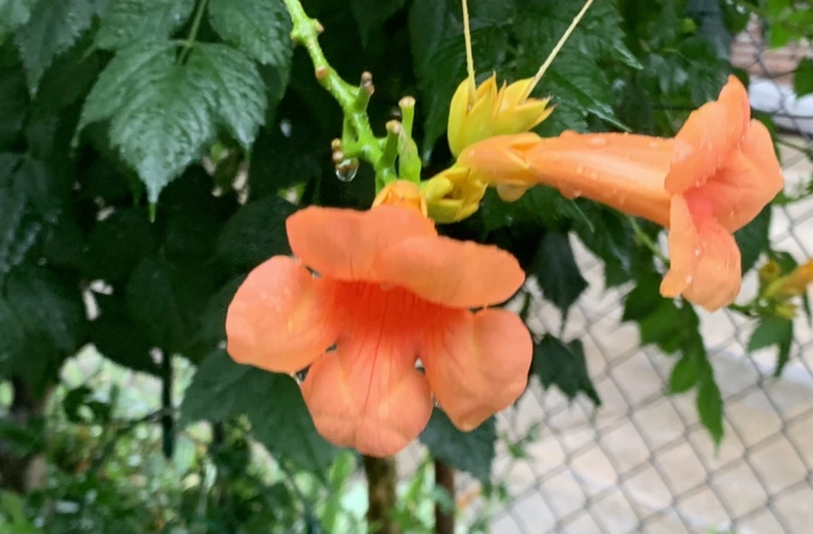 IMG_3835.jpg?type=w966