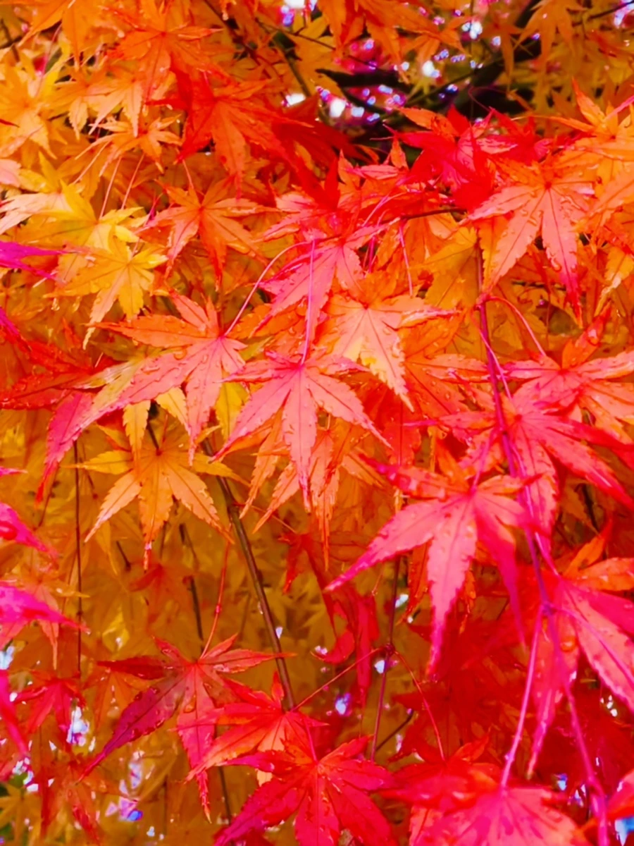 IMG_6090.jpg?type=w966