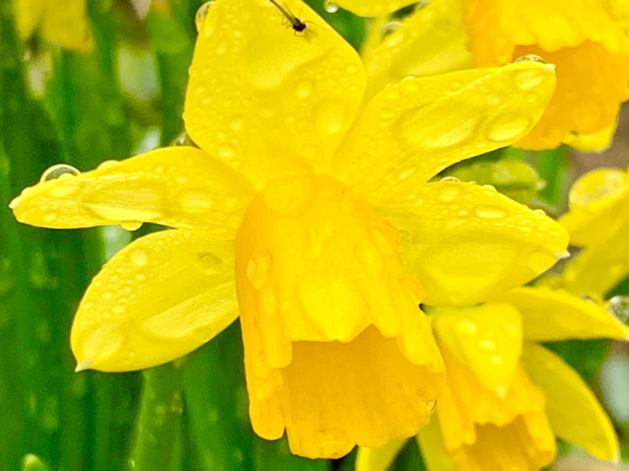 IMG_3721.jpg?type=w966