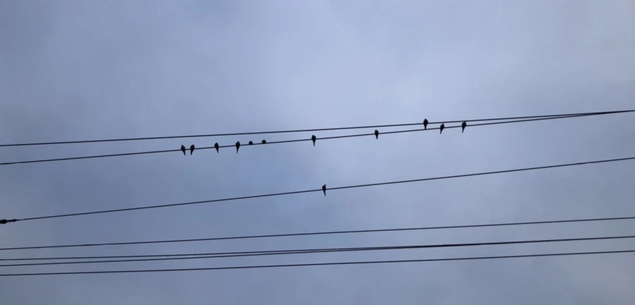 IMG_2381.jpg?type=w966