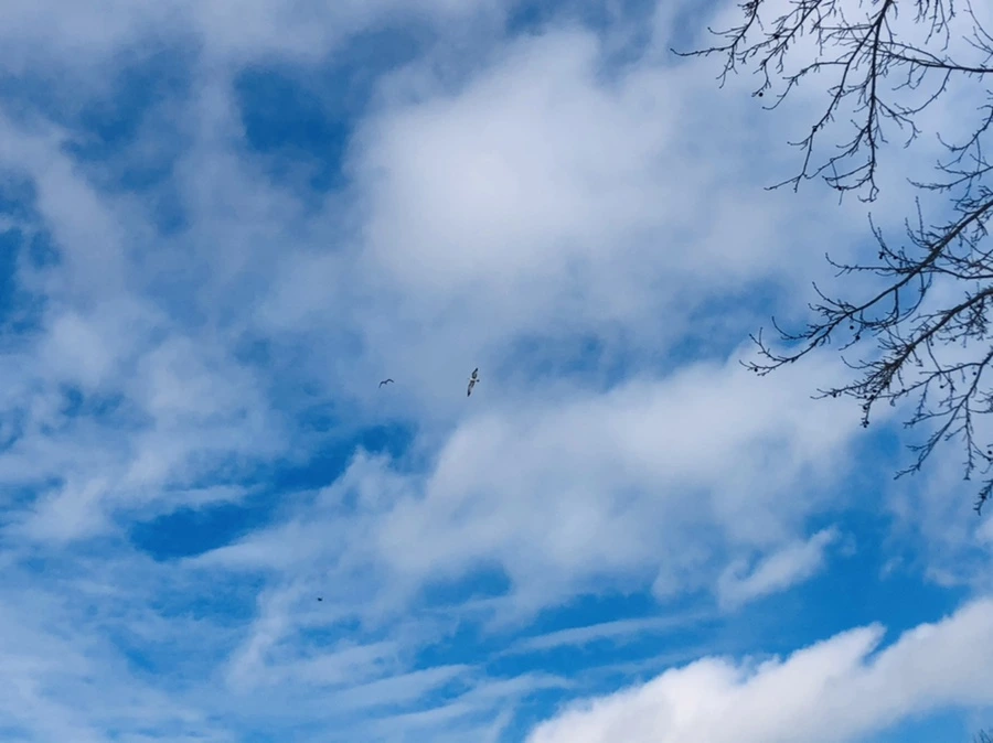 IMG_2883.jpg?type=w966