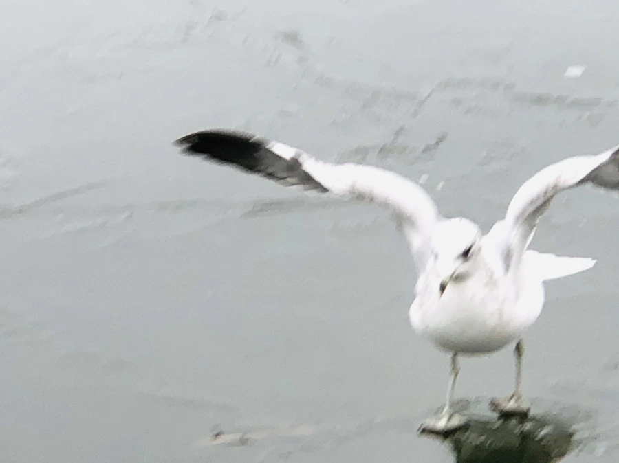 IMG_8962.jpg?type=w966