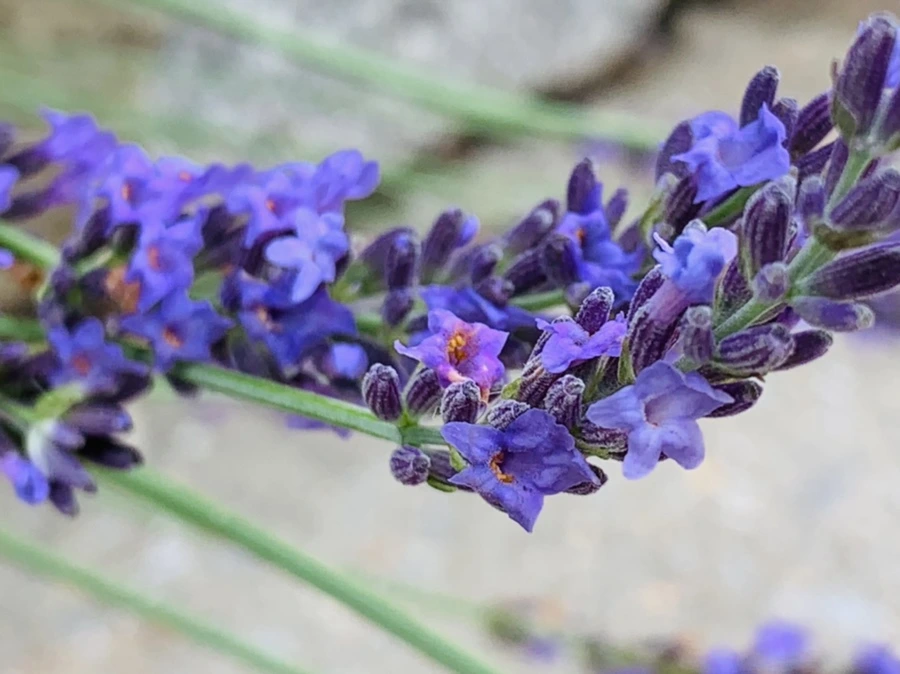 IMG_9098.jpg?type=w966