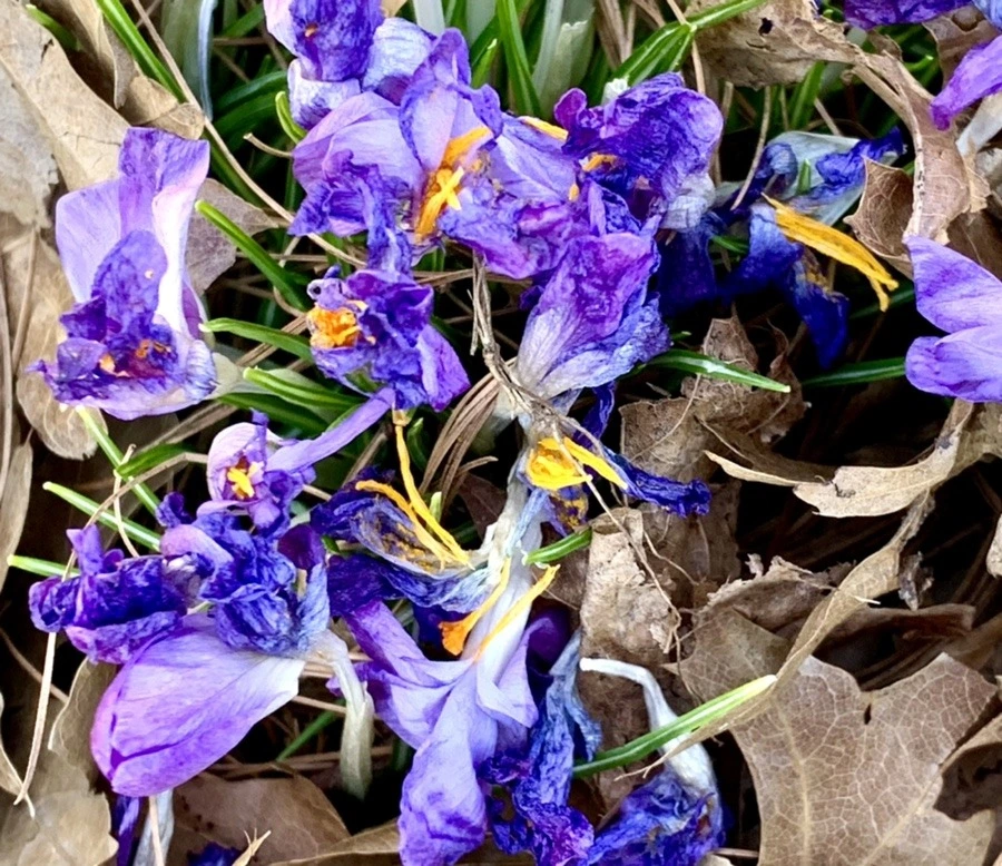 RR_x76uHsYvO22O9jyX38YzRYNU