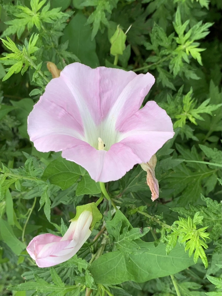 IMG_1617.jpg?type=w966