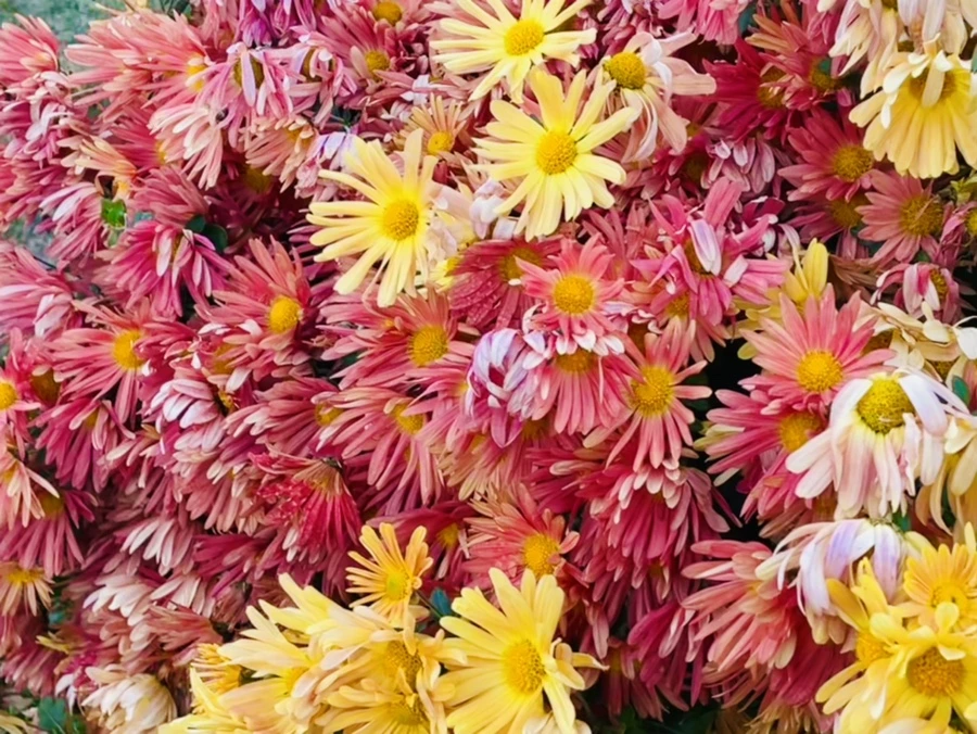 IMG_4100.jpg?type=w966