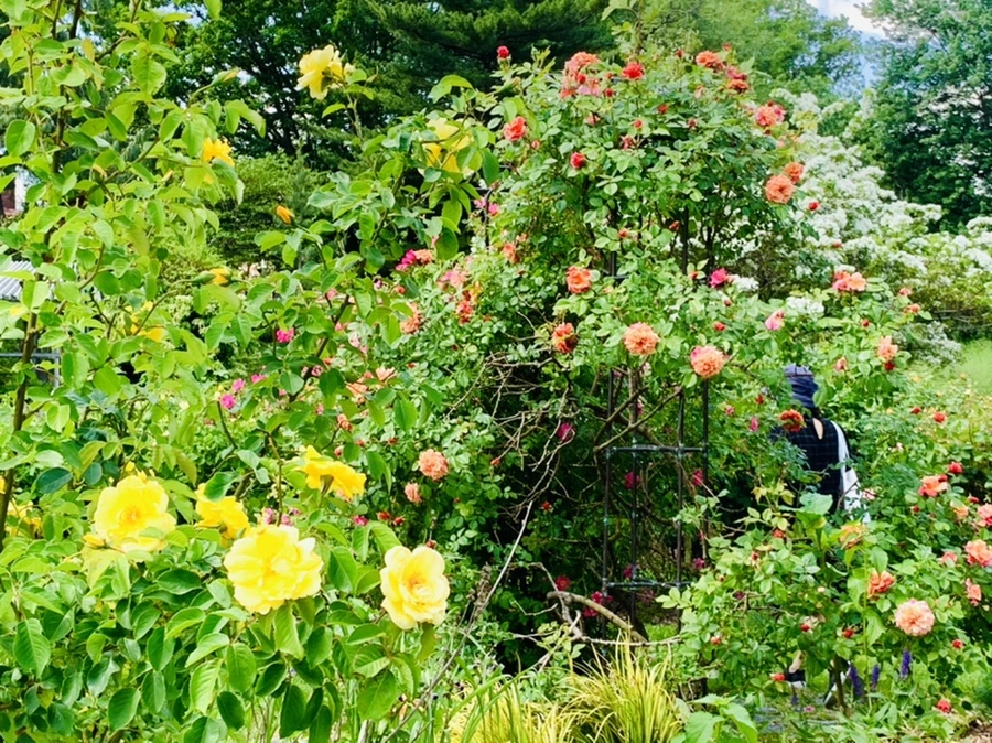 IMG_5850.jpg?type=w966