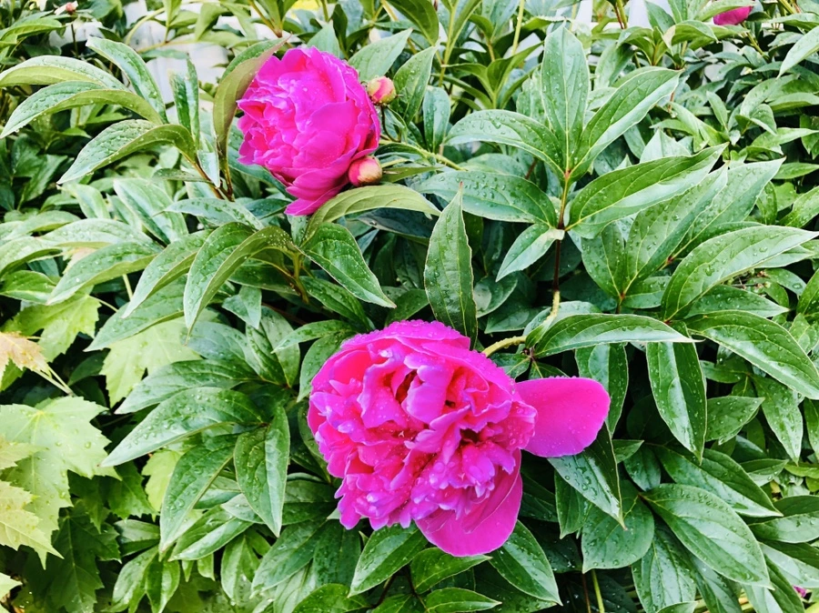 IMG_7995.jpg?type=w966