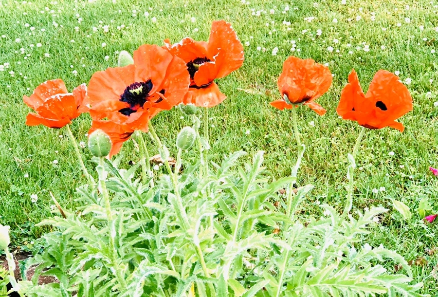 IMG_8273.jpg?type=w966