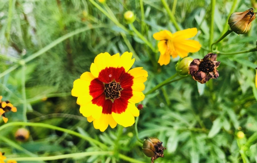 IMG_4584.jpg?type=w966