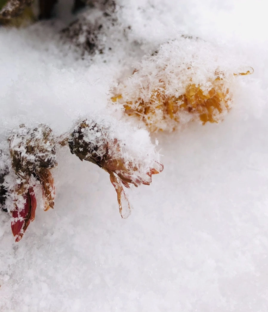 IMG_3454.jpg?type=w966