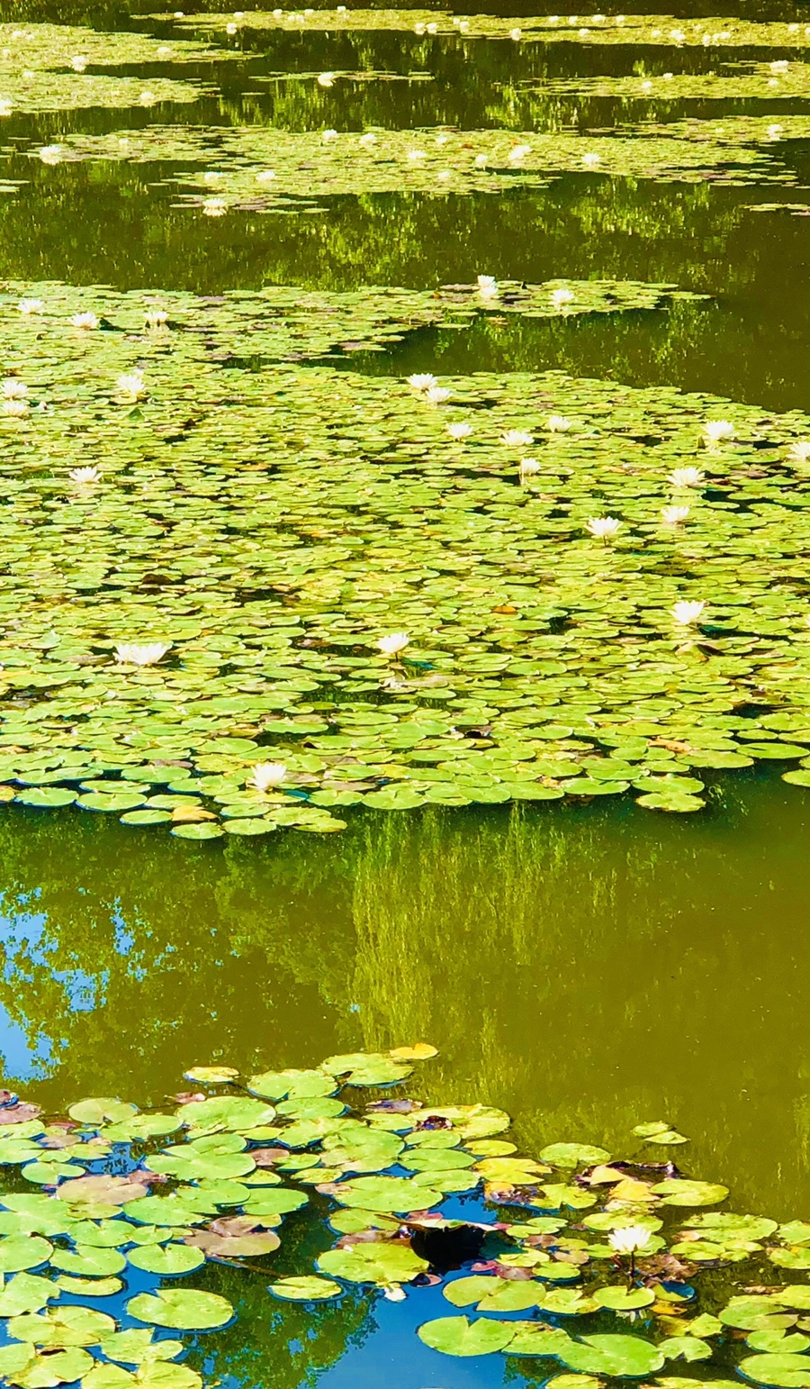 IMG_3952.jpg?type=w966