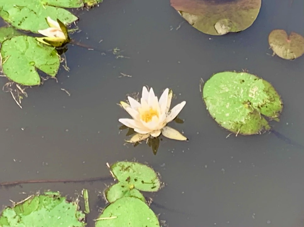 IMG_8636.jpg?type=w966