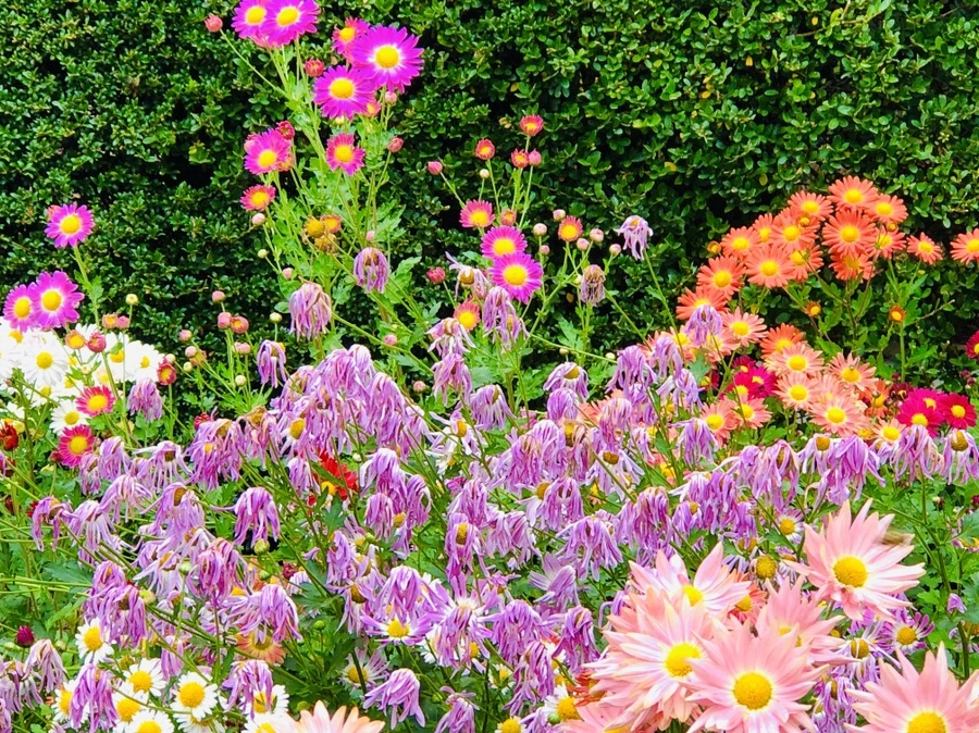 IMG_2605.jpg?type=w966