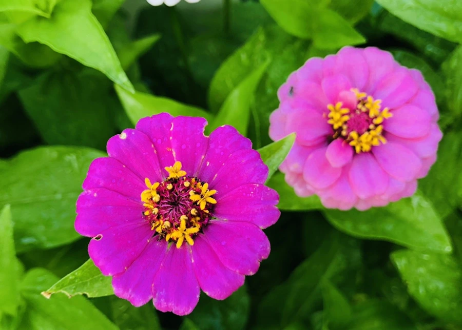 IMG_1610.jpg?type=w966