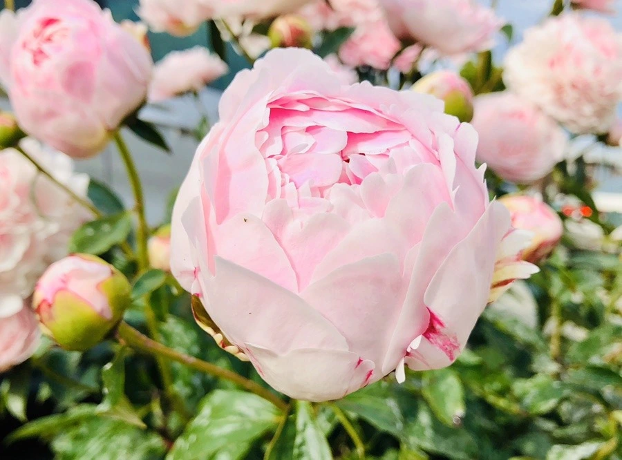 lz9kFRVoyDkExloz86A6ht4Jamo